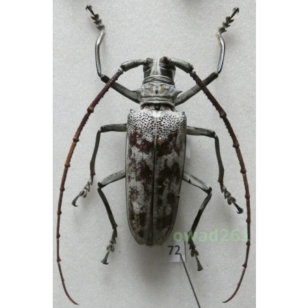Batocera tigris menelaus Breuning, 1948 Malaysia 53mm72